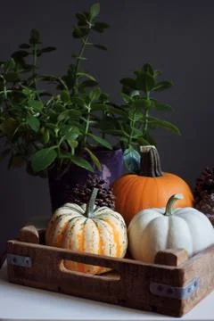 Pumpkin 스톡 사진