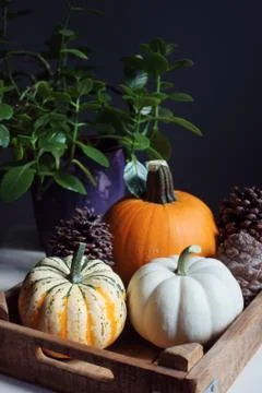 Pumpkin 스톡 사진