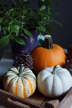 Pumpkin 스톡 사진