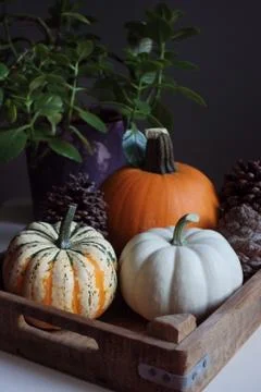 Pumpkin 스톡 사진