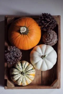 Pumpkin 스톡 사진