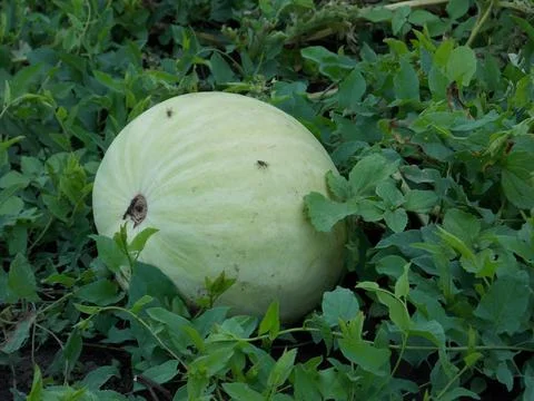 Pumpkin Stock Photos