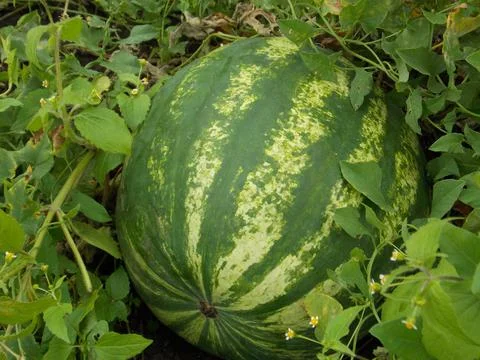 Pumpkin Stock Photos