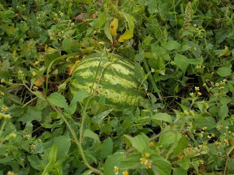 Pumpkin Stock Photos