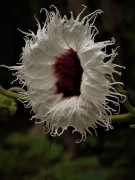 Pumpkin  Stock Photos