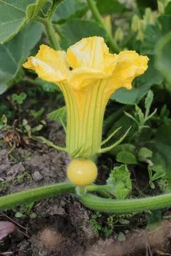 Pumpkin Stock Photos