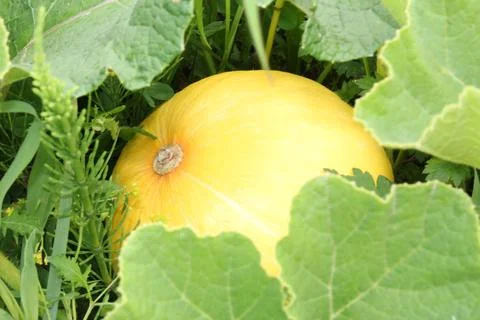 Pumpkin Stock Photos