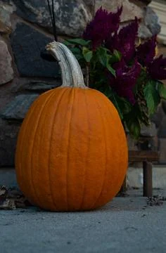 Pumpkin Stock Photos