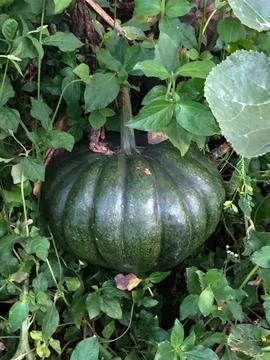 Pumpkin Stock Photos
