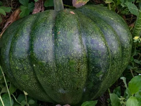 Pumpkin Stock Photos