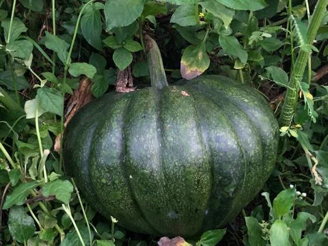 Pumpkin Stock Photos