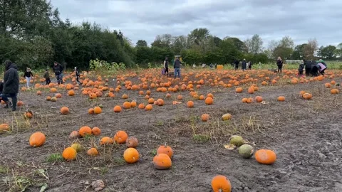Pumpkin Picking in a field Stock-Footage 163616156