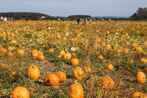 Pumpkin picking before halloween Stock Photos