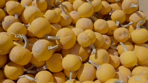 Pumpkin pile Stock Footage 287643612