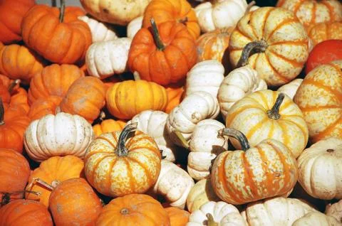 Pumpkin pile Stock Photos