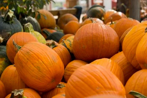 Pumpkin Pile Stock Photos