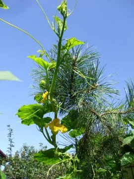Pumpkin, pine tree. Stock Photos