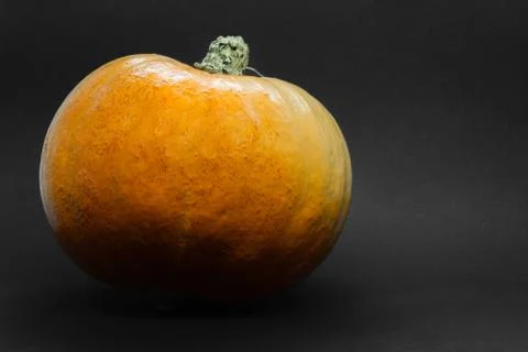 Pumpkin placed on black background and partly darken with shadow with copy sp Stock Photos