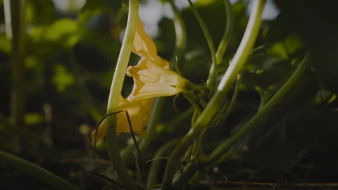Pumpkin Plant Flower at Ground Level Stock Footage 262575852