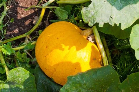 Pumpkin plant Stock Photos