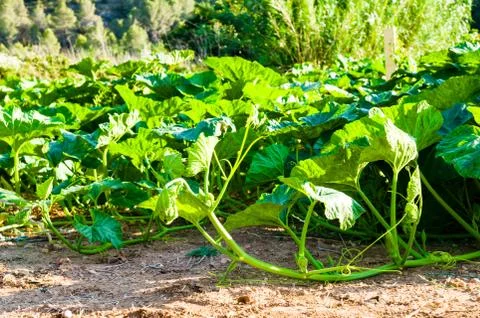 Pumpkin plant Stock Photos
