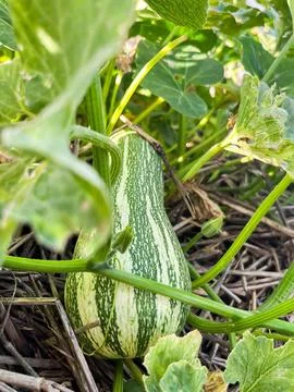 Pumpkin on the plant Stock Photos