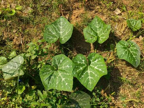 Pumpkin plant Photos