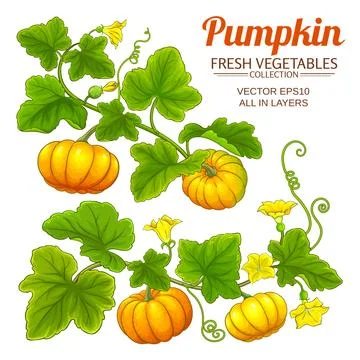 Pumpkin plant vector set on white background Stock Illustration