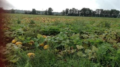 PUMPKIN plantfield Stock Photos