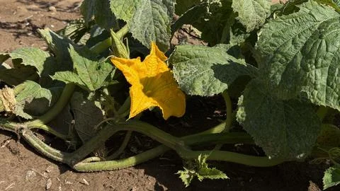 Pumpkin plants bloom with yellow flowers in a field Stock Photos