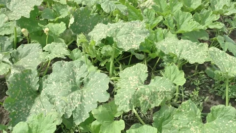 Pumpkin plants with damaged leaves Stock Footage 202244675