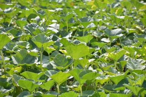Pumpkin plants in the field Stock Photos