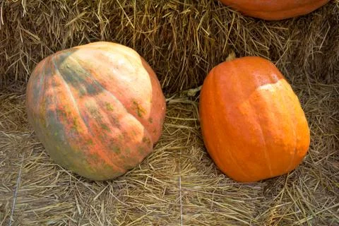 Pumpkin plants on straw. Stock Photos