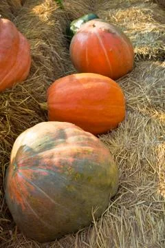 Pumpkin plants on straw. Stock Photos