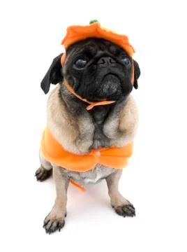 Pumpkin Pug Stock Photos