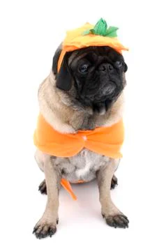 Pumpkin Pug 库存照片