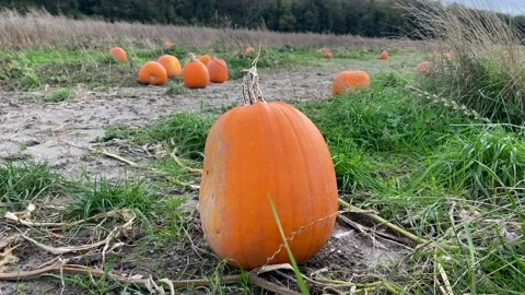 Pumpkin at pumpkin patch during fall and Halloween. Rotting old pumpkins Stock Footage 164669456