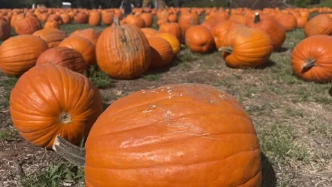 Pumpkin in the pumpkin patch Stock Footage 217179287
