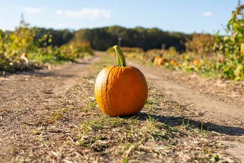 Pumpkin In A Pumpkin Patch Fotos de archivo