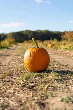 Pumpkin In A Pumpkin Patch Stock Photos