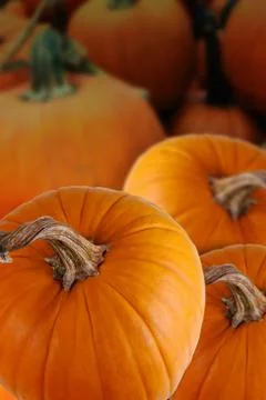 Pumpkin on pumpkin Stock Photos