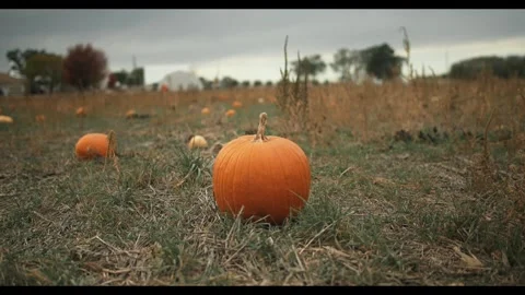 Pumpkin Resting in an Autumn Field Under a Cloudy Grey Sky 库存影片 331110464