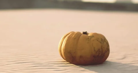 Pumpkin resting on sandy surface during golden hour sunlight Stock Footage 305693618