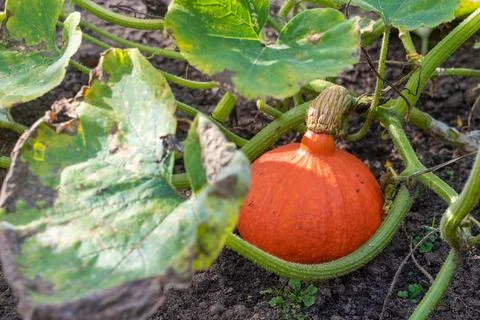 Pumpkin ripens in a vegetable bed under sunlight. Stock Photos