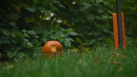 Pumpkin Rolling Stock Footage 243146342