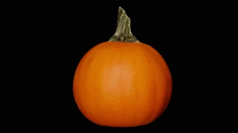 Pumpkin Rotating Slow, Black BG, Motion Control Video, Halloween, Commercial, #3 Stock Footage 140156600
