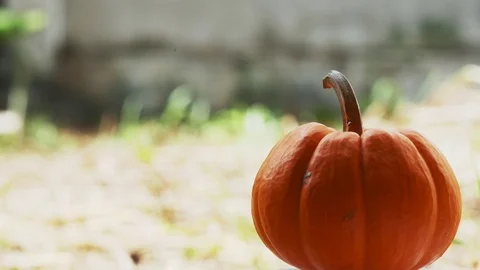 Pumpkin rotation in farm copy space Stock Footage 117290166