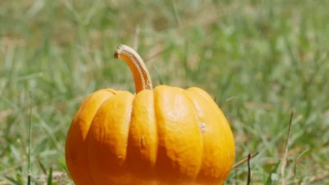 Pumpkin rotation in green ground copy space Stock Footage 117286483