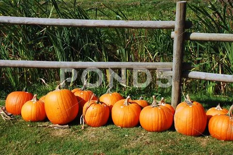 Pumpkin row Stock Photos