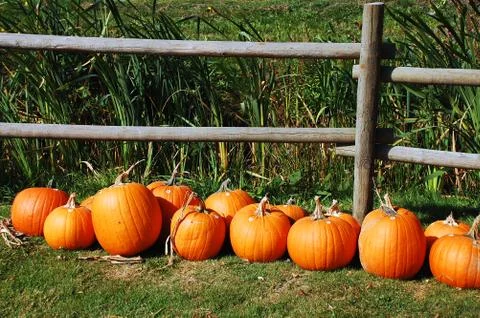 Pumpkin row Stock Photos
